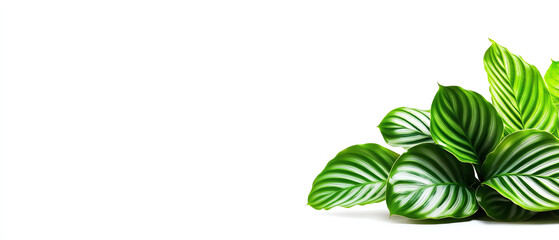 Wall Mural - green leaves with intricate patterns on a white isolated background.