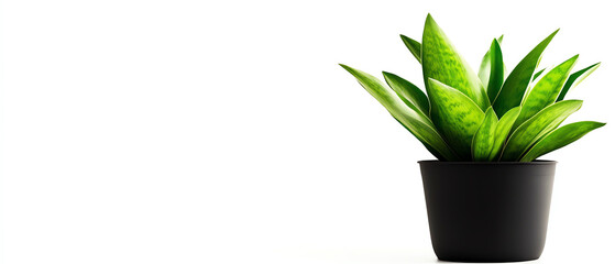 Green plant in black pot against a white isolated background.