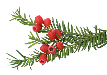 Wall Mural - baies de Taxus baccata