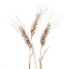 Wheat ears isolated on white background, showcasing their delicate structure and natural beauty. This image captures essence of agriculture and natures bounty