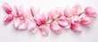 © Images - An arrangement of tender pink tulip petals on pure white backdrop. .