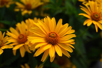 Wall Mural - Yellow flowers in the greenery in summer. Yellow heliopsis and chamomile.