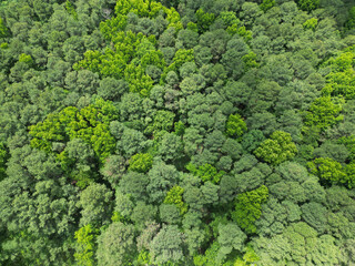 Aerial top view forest tree. Rainforest ecosystem and healthy environment. Background of green tree forest. Summer green tree in forest. Natural scenery of tropical green forest. Tropical rainforest