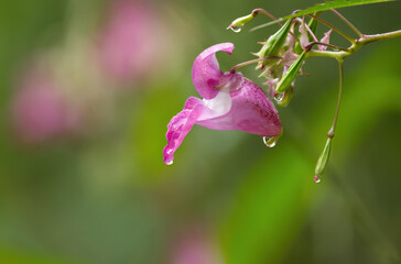 pink balsam with red dots, flower of balsam, water drops on pink flower, raindrops on flower