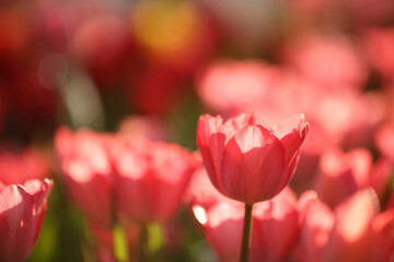 Wall Mural - pink tulip flowers in close up