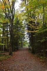 path covered with fallen leaves leading over a bridge trough the Autumn forest, Mont-Tremblant National in the Laurentian Mountains, Quebec Canada