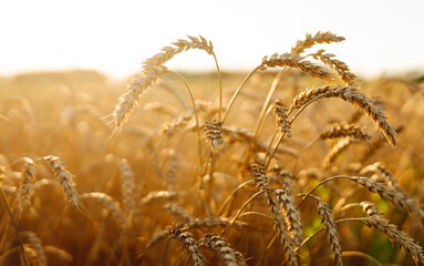 Background of ripening ears of yellow wheat field at sunset. Growth nature harvest. Agriculture farm