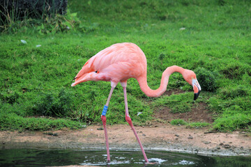 Canvas Print - A view of a Flamingo at Slimbridge Nature Reserve