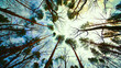 © Iryna - Tall Trees from Forest Floor Perspective. A unique upward view from the forest floor, capturing the towering trees reaching towards the sky.
