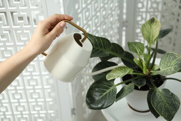 Poster - Woman holding watering can near beautiful houseplant indoors, closeup