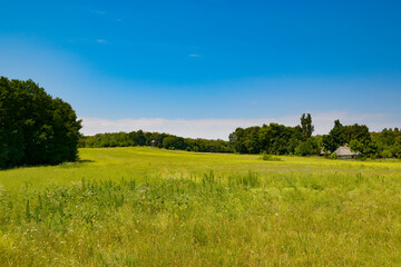 Wall Mural - Beautiful meadow with different types of grass.