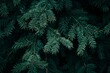 © sorin - Close up of fir tree branch with bokeh lights creating a cozy christmas atmosphere and rich greenery