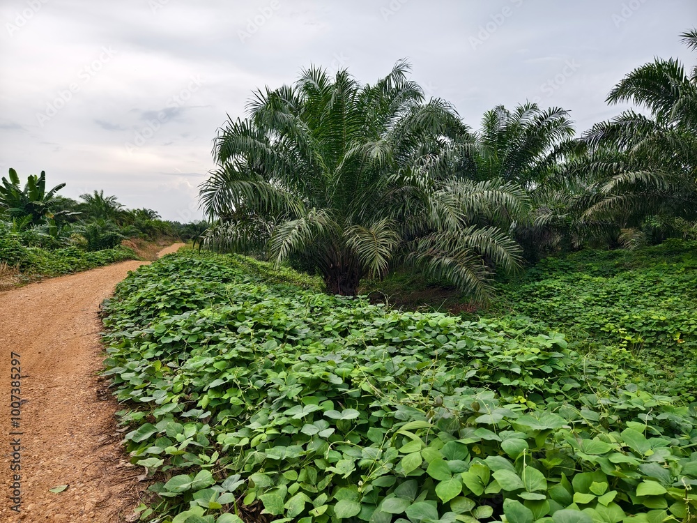 Mucuna bracteata is planted around the oil palm trees to control weeds ...