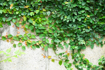 A wall covered in green vines. The vines are growing up the wall and are green in color