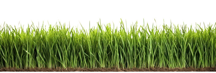 Canvas Print - PNG Realistic seamless grass border plant soil lawn.