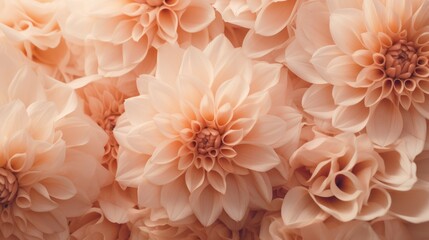 Wall Mural - Beautiful pink dahlia flowers as background, closeup view