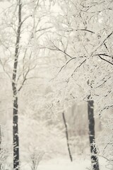 Wall Mural - Snow Covered Trees in Winter Forest, Frozen Landscape