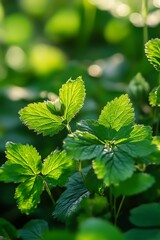 Wall Mural - Close up of green leaves and buds bathed in sunlight, creating a vibrant and fresh natural scene.