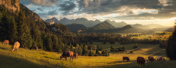 Wall Mural - Perfect panoramic rural idyll in Germany with grazing cows on a meadow, picturesque mountains, beautiful rays of sunlight and dramatic sky