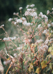 dry leaves