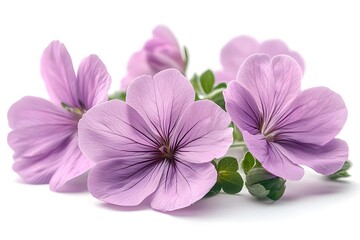 Wall Mural - a group of purple flowers

