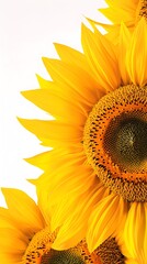 Wall Mural - a close-up of sunflowers in full bloom, showcasing their bright yellow petals against a light solid 