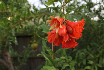 Pomegranate Flower in Organic Garden Close up