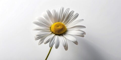 Wall Mural - Elegant Outline of a Daisy Flower on a White Background for Minimalist and Botanical Designs