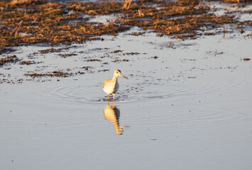 Lesser Yellowlegs - Tuttle Marsh - Huron National Forest - Iosco County Michigan