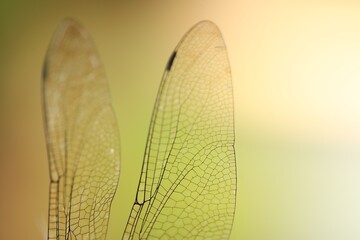 Dragonfly`s wings on color background, macro view