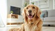 © thekob5123 - Eco-Friendly Products for Conscious Pet Owners