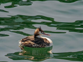 Wall Mural - Adult Grebe Head Partially Retracted