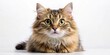 © Udomner - Adorable fluffy cat with big round eyes and a playful expression on a white background, cute, cat, kitten, fluffy, adorable, pet