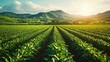 © CrazyJuke - Discover how modern irrigation systems transform lush green fields into efficient agricultural landscapes under bright sunlight.