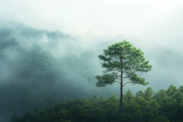 Sticker - Lone Pine Tree Standing Tall Amidst Foggy Forest