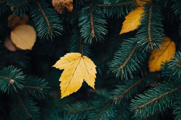 Wall Mural - Single Yellow Leaf Amidst Evergreen Branches