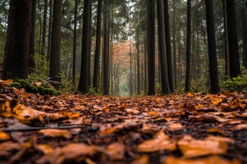 Poster - Forest Path Covered in Autumn Leaves