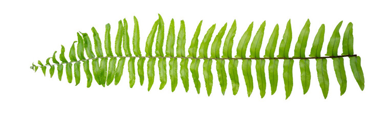 Fern leave on white background. Green nature leaves on white background isolate with clipping path it easy to cut and edit.