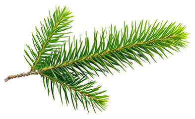 Wall Mural - png pine tree leave plant leaf fir.