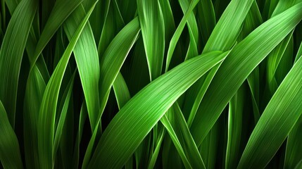 Close-up of a field of tall green grass swaying in the spring breeze, symbolizing the renewal of the earth s natural beauty, grassy field, spring growth