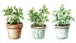 © fotofabrika - Herb plants in clay and ceramic pots showcasing a variety of greenery in a bright, neutral setting