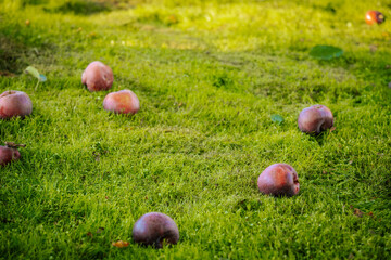 A peaceful scene of red apples scattered across green grass in an orchard. The apples, freshly fallen from the tree, contrast with the lush grass, evoking the beauty of harvest season