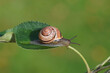 © Thijs de Graaf - Grove snail or brown-lipped snail (Cepaea nemoralis) of the family Helicidae on an apple leaf. In a Dutch garden. Autumn, October