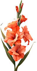 Wall Mural - Orange gladiolus bloom