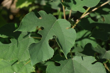 branch of Paper mulberry (Broussonetia papyrifera)