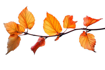 Poster - PNG Autumn leaves on branch