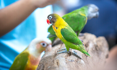 Handsome Young happy male Cute lovebird parrot, pet african parrot, caring for animals. Funny parrots. Home pet parrot. The best birds. Beautiful photo of a bird. Ornithology