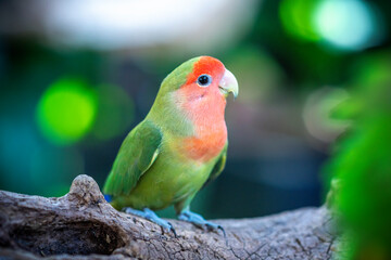 Handsome Young happy male Cute lovebird parrot, pet african parrot, caring for animals. Funny parrots. Home pet parrot. The best birds. Beautiful photo of a bird. Ornithology