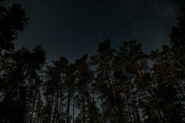 a clear night reveals a stunning display of stars twinkling above a dense forest, where tall trees r