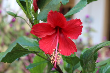 Hibiscus or Chinese Rose red flower